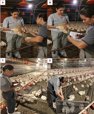 Will the white blood cells tell? A potential novel tool to assess broiler chicken welfare